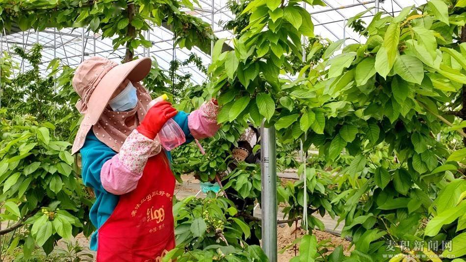 樱桃花粉兑水喷雾授粉图片