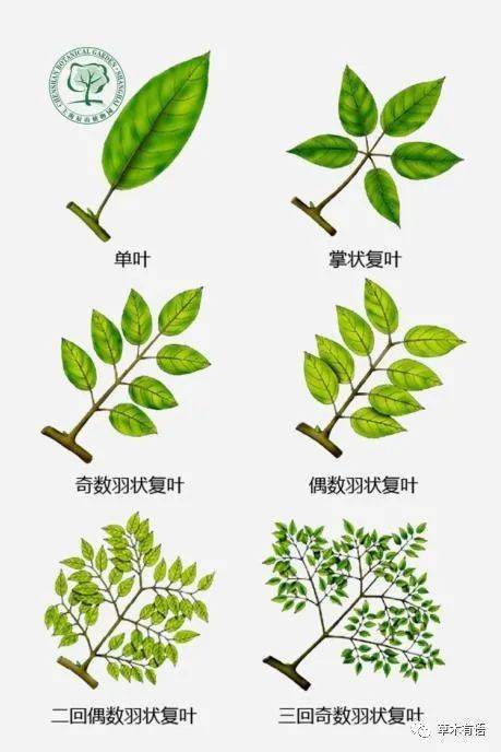 单叶的叶腋处有芽,而复叶的叶腋处无芽,如果单叶是完全叶,那么叶柄基