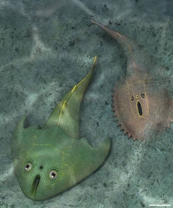 这小东西长得真别致我国发现4亿多年前古鱼化石