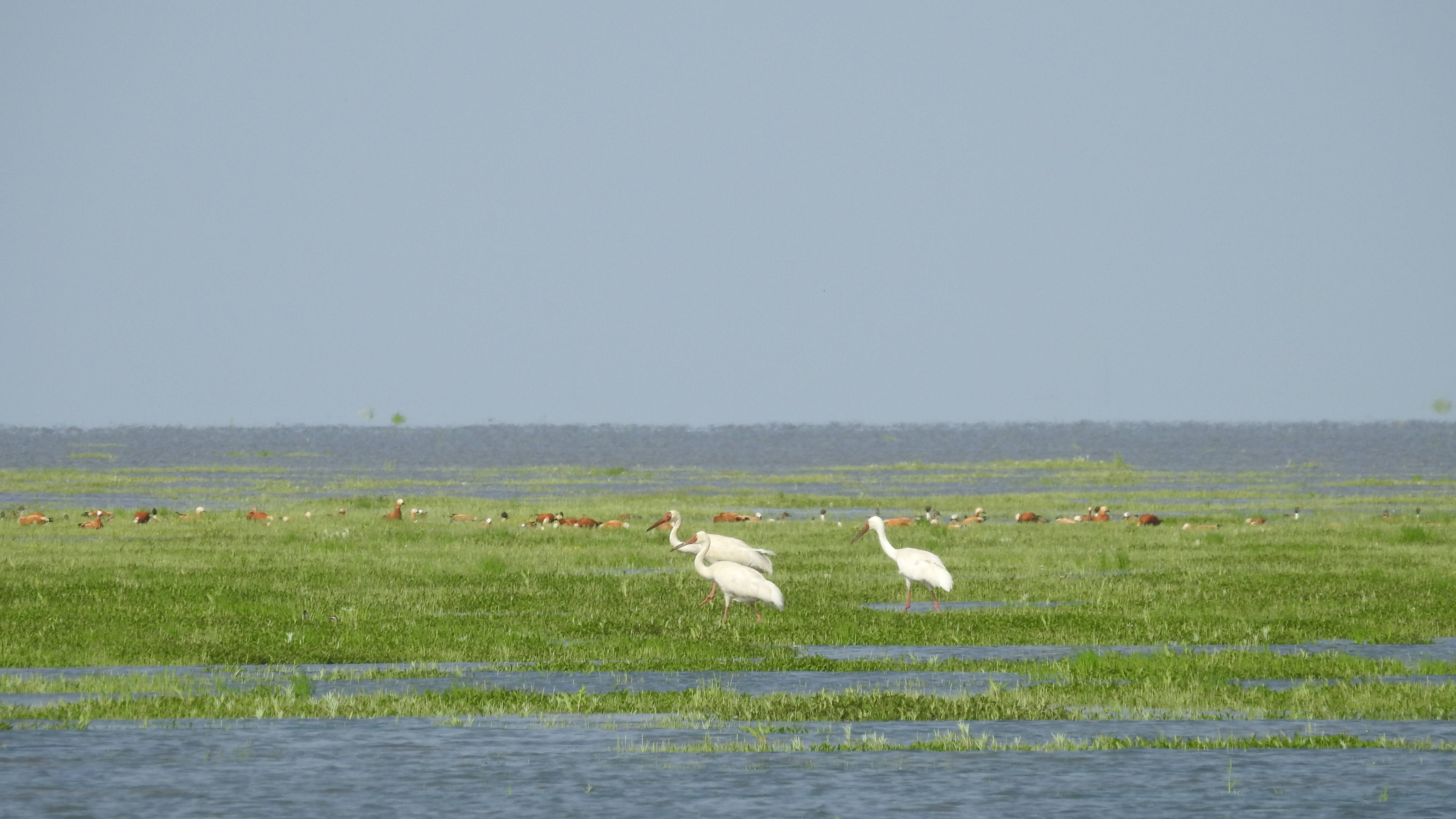 江西鄱阳湖区水草丰茂 万余冬候鸟"不肯走"_都昌_邱晓燕_新华社