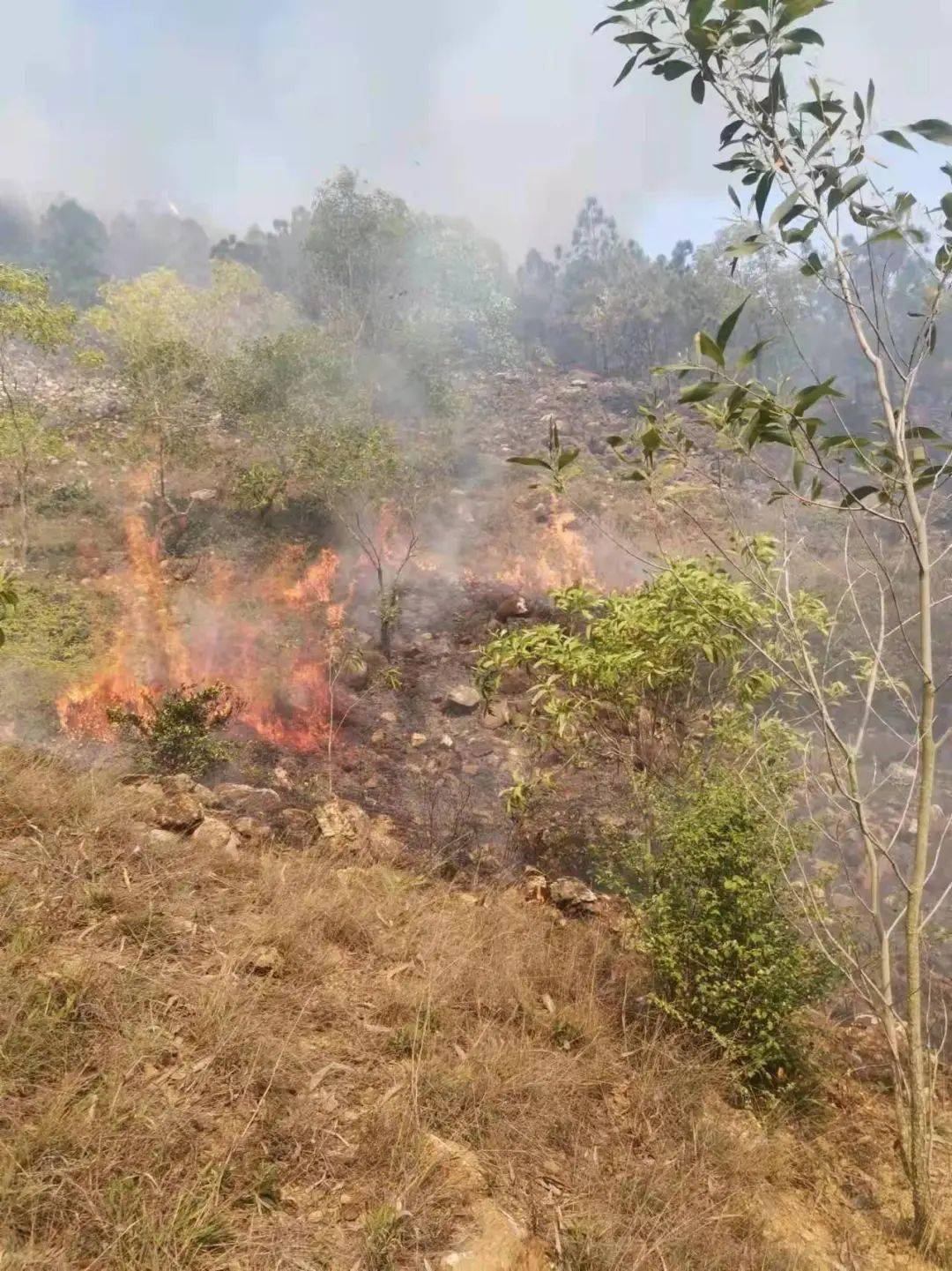 陆丰再抓5人扫墓期间引发火灾