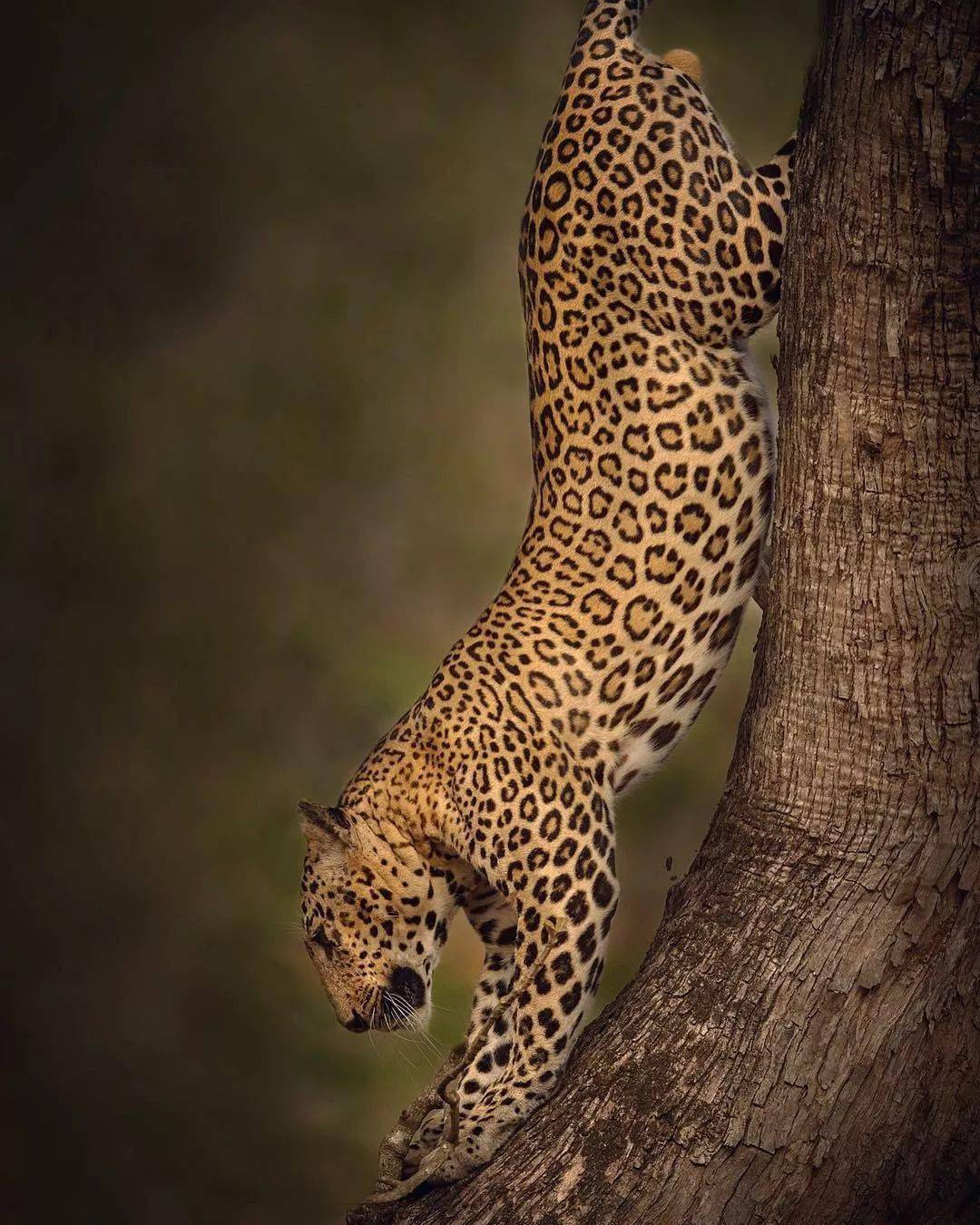 野性和力量之美肖兹荣格镜头下的野生动物