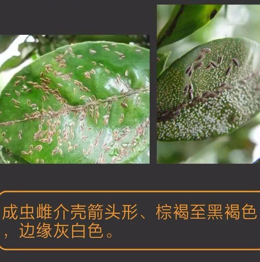 常见十种蚧壳虫识别及防治技巧