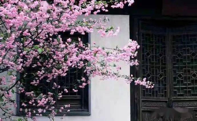 行走丨桃花依旧笑春风