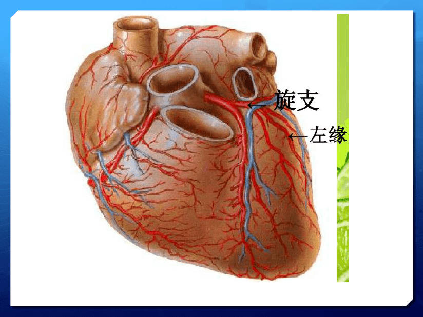 基础知识心脏超声与心肌缺血