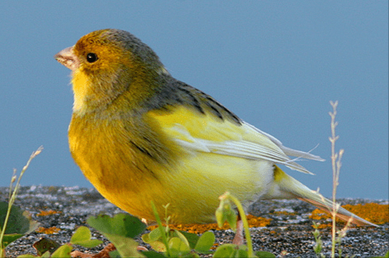 560張鳥兒高清圖之鳴禽一