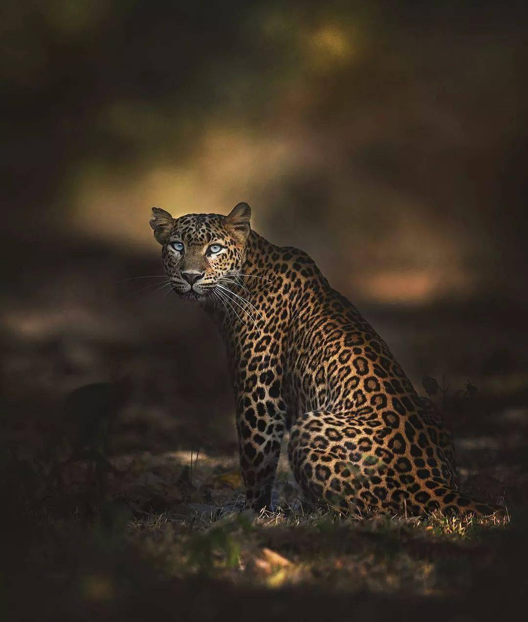 野性和力量之美肖兹荣格镜头下的野生动物