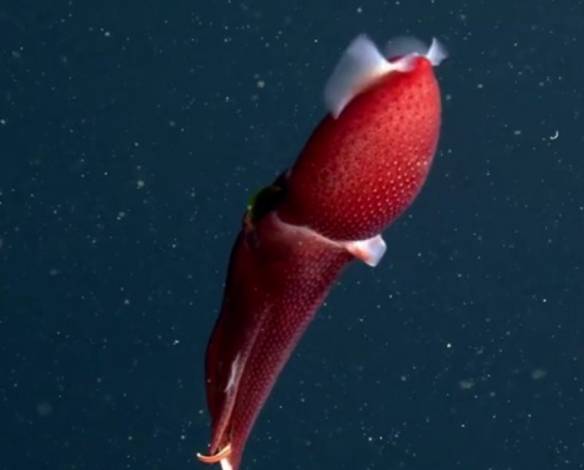 美加州725米深海现大小眼"草莓乌贼"_蒙特利_寻找_黑暗