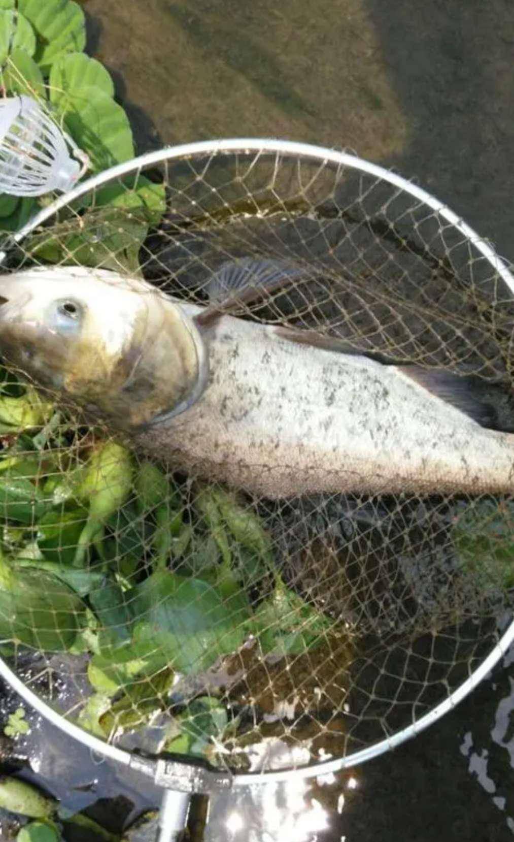 野钓鲢鳙密诏绝技