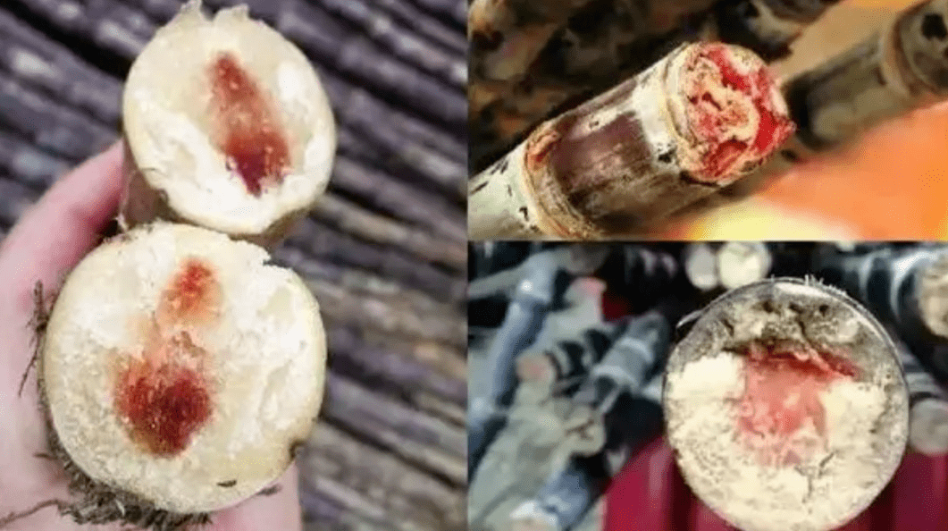 霉变的甘蔗就会产生大量毒素变红色或红褐色严重时能使甘蔗内部组织也