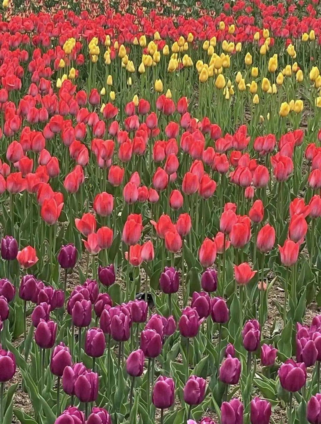 跟着地铁云赏花彩色花海人间浪漫的郁金香让你心花怒放