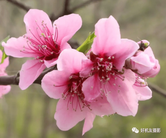 终日拍花不识花 一篇文章帮你认识常见春花品种 碧桃 单生 粉色