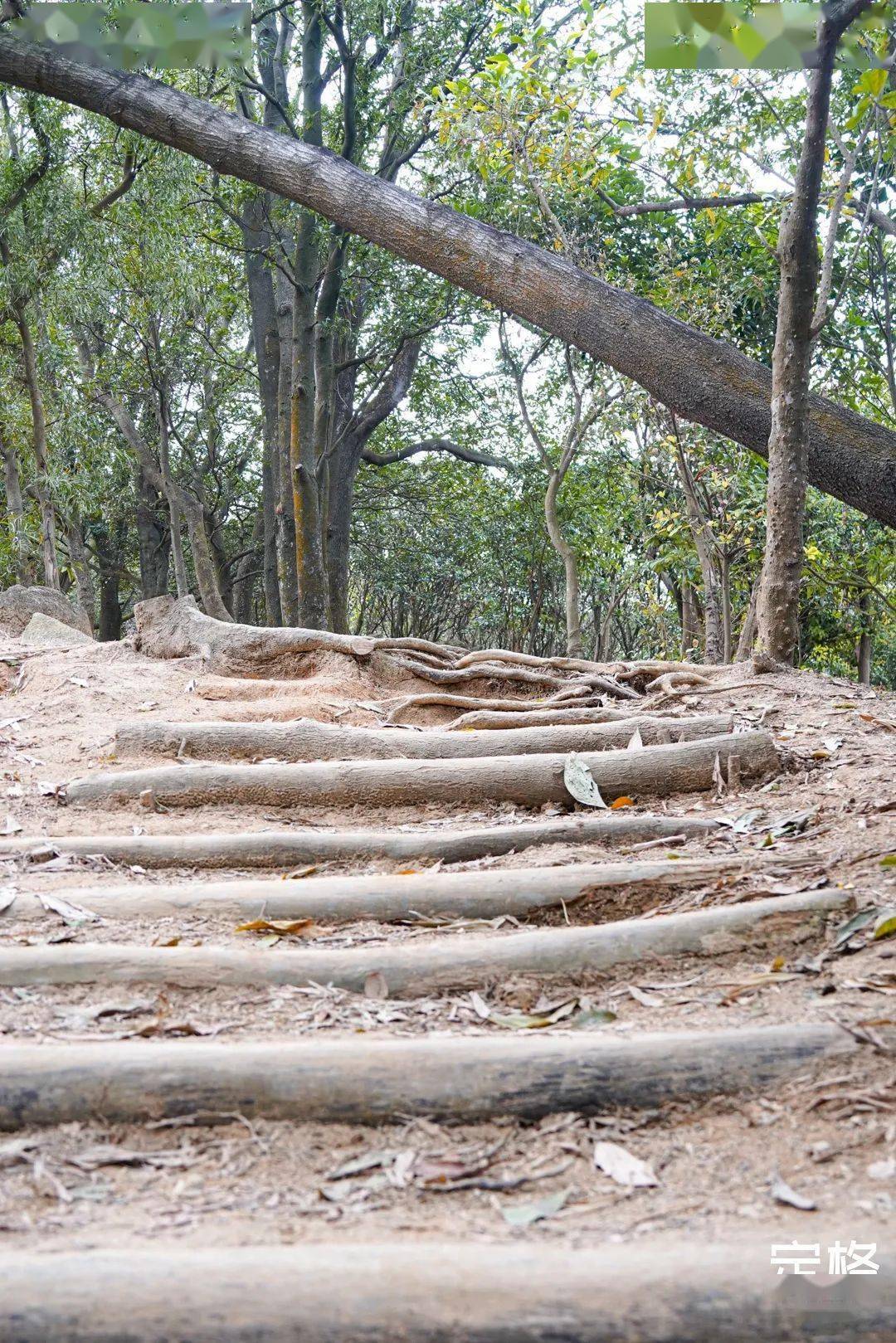 深圳超小众的原始登山道太有趣了