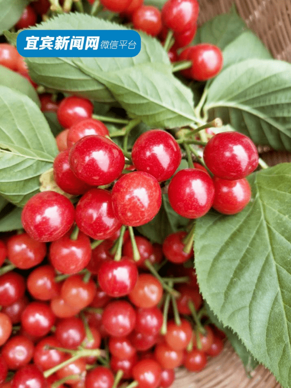 樱桃_路线_导航