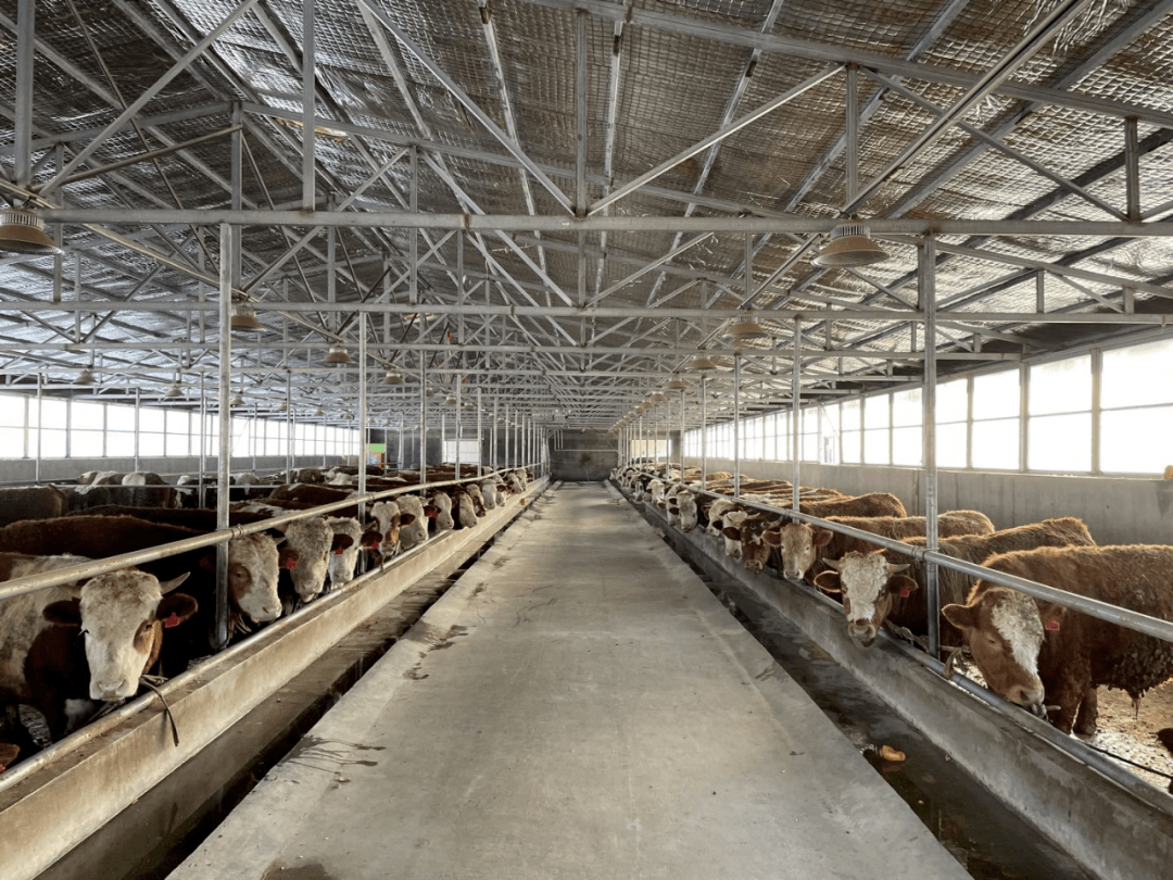 奋进新征程建功新时代丨东参村肉牛富民千万头肉牛养殖项目助推乡村