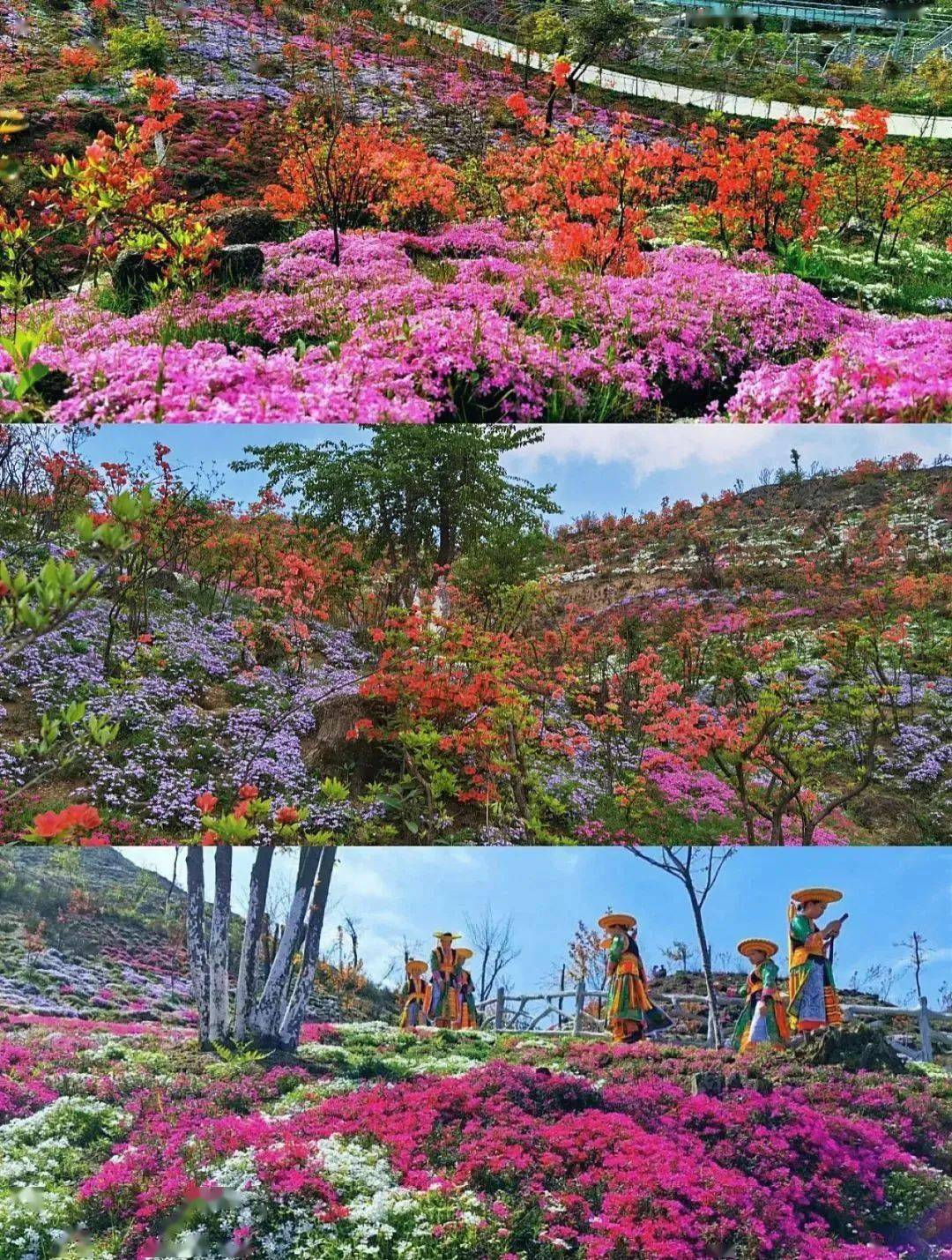 【宝庆风情】龙瑶幽谷600亩映山红即将盛放_隆回_花海_马山