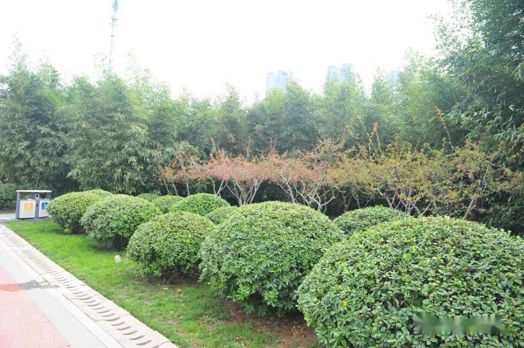 花灌木种类有哪些 如何划分花灌木 修剪 苗木 树木