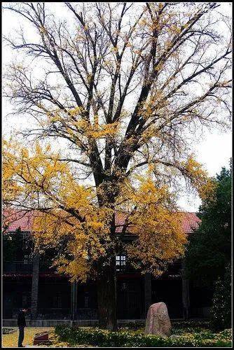 绿色画卷：森林资源培育的新篇章