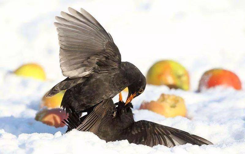 乌鸦唱歌竟然这么动听它不是乌鸦是乌鸫