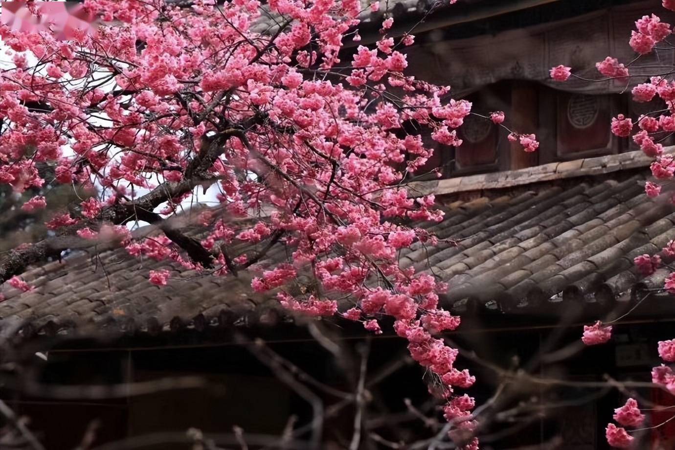 丽江古城樱花图片