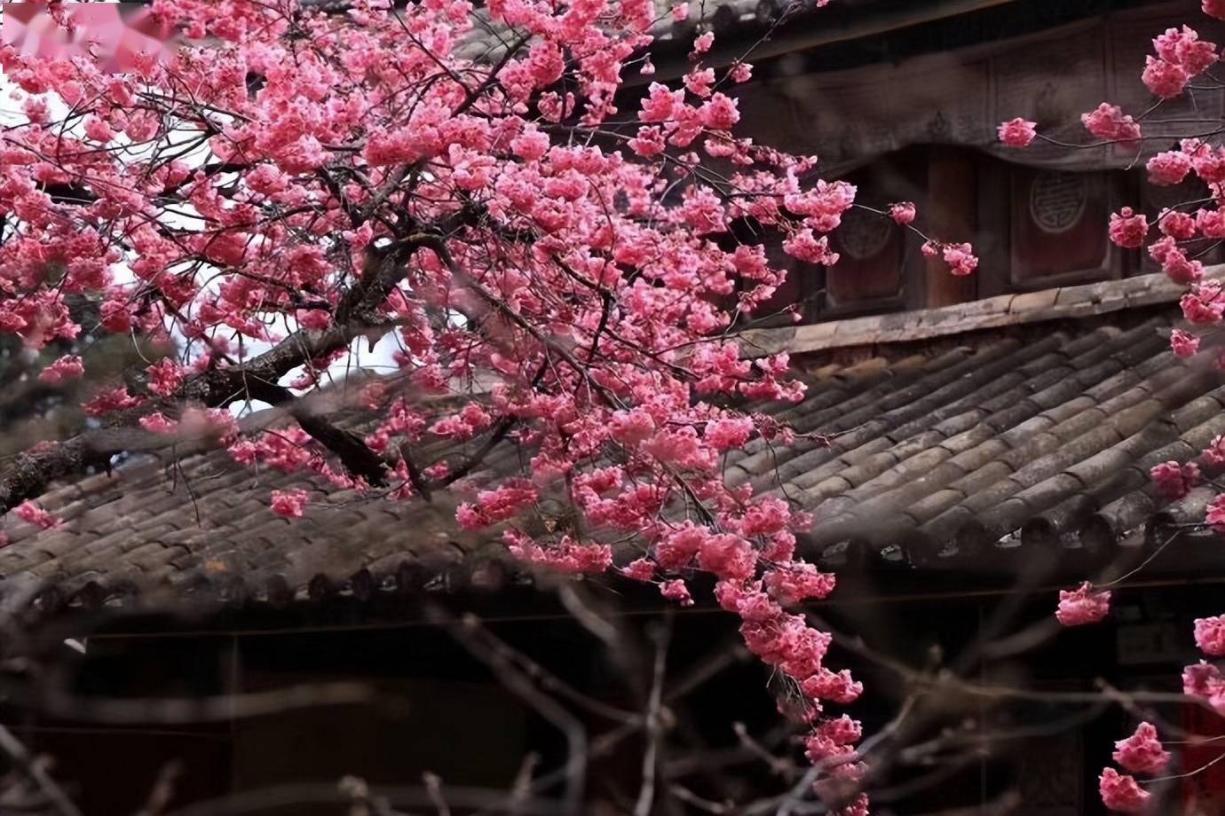 4月丽江古城樱花粉黛瓦唯美浪漫