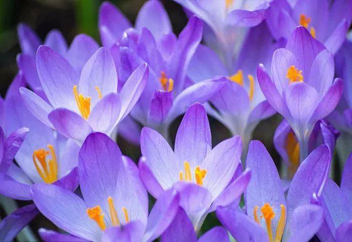 那拉提的野百合顶冰而开错其实是番红花