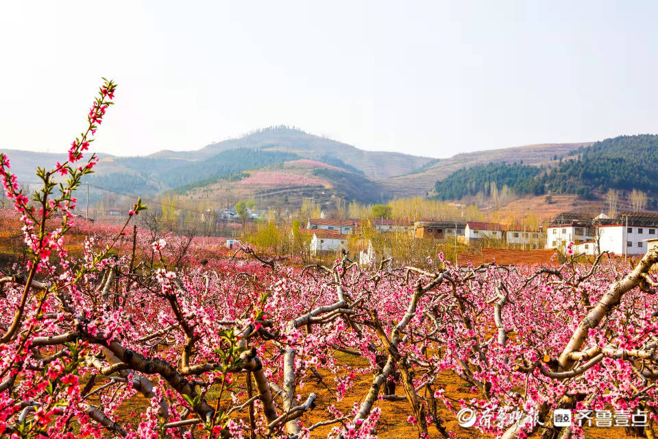 蜜桃之鄉蒙陰遍地桃花盛開