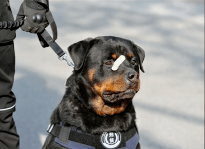 缅怀那个曾因一张创可贴硬照走红的警犬巴法罗去了汪星