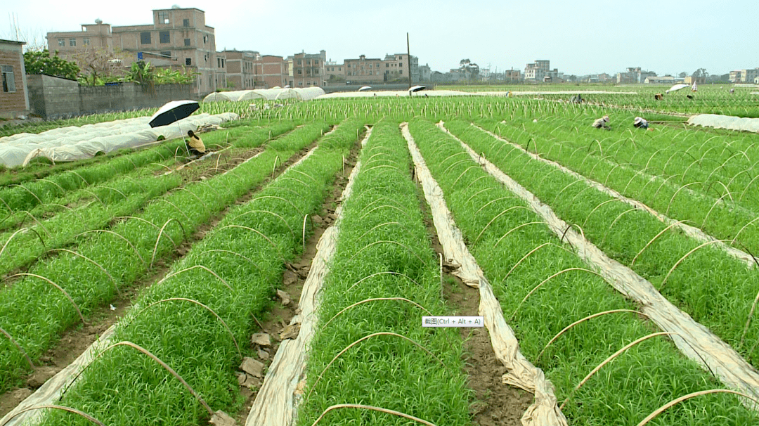 博白茂江村1000多亩蕹菜喜迎丰收,这下菜农赚翻了!_种植_收购_上市