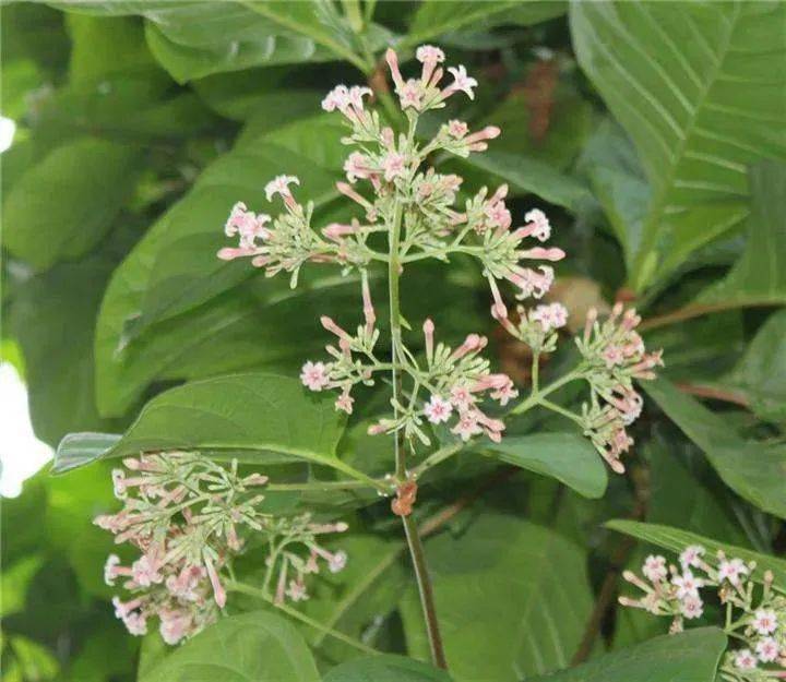 有荧光的饮料能救命的神药奎宁的百年传奇