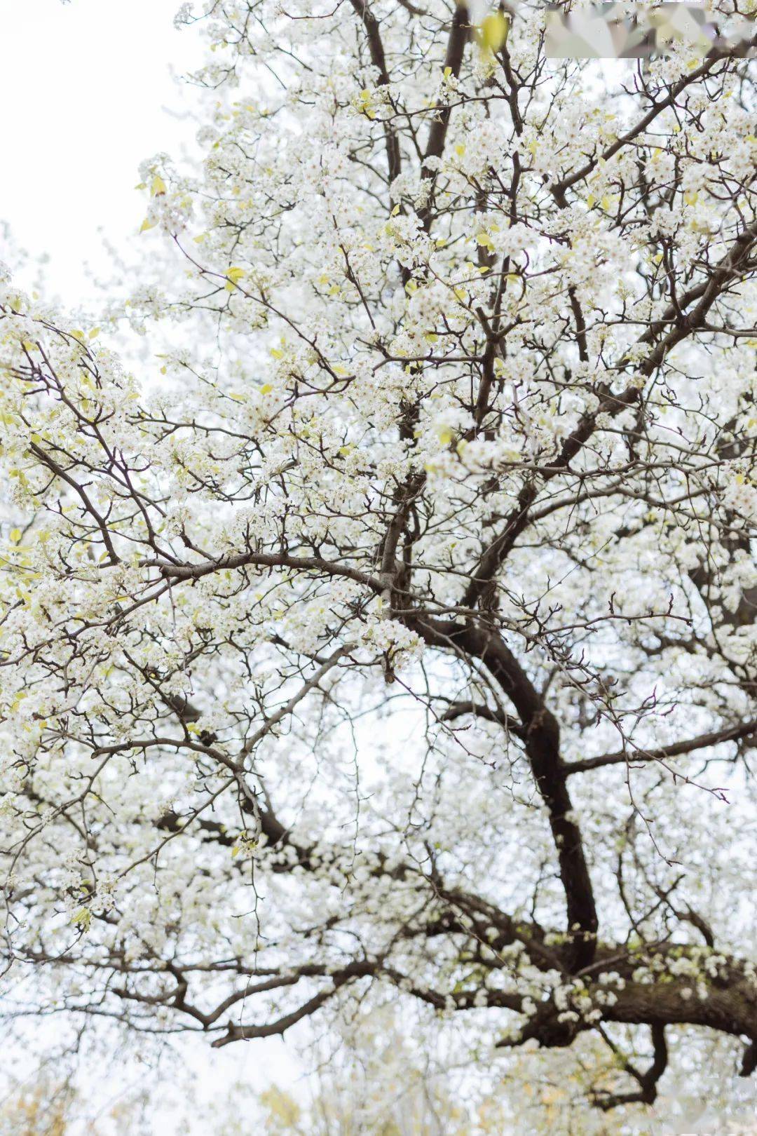 一树梨花开相遇人间雪