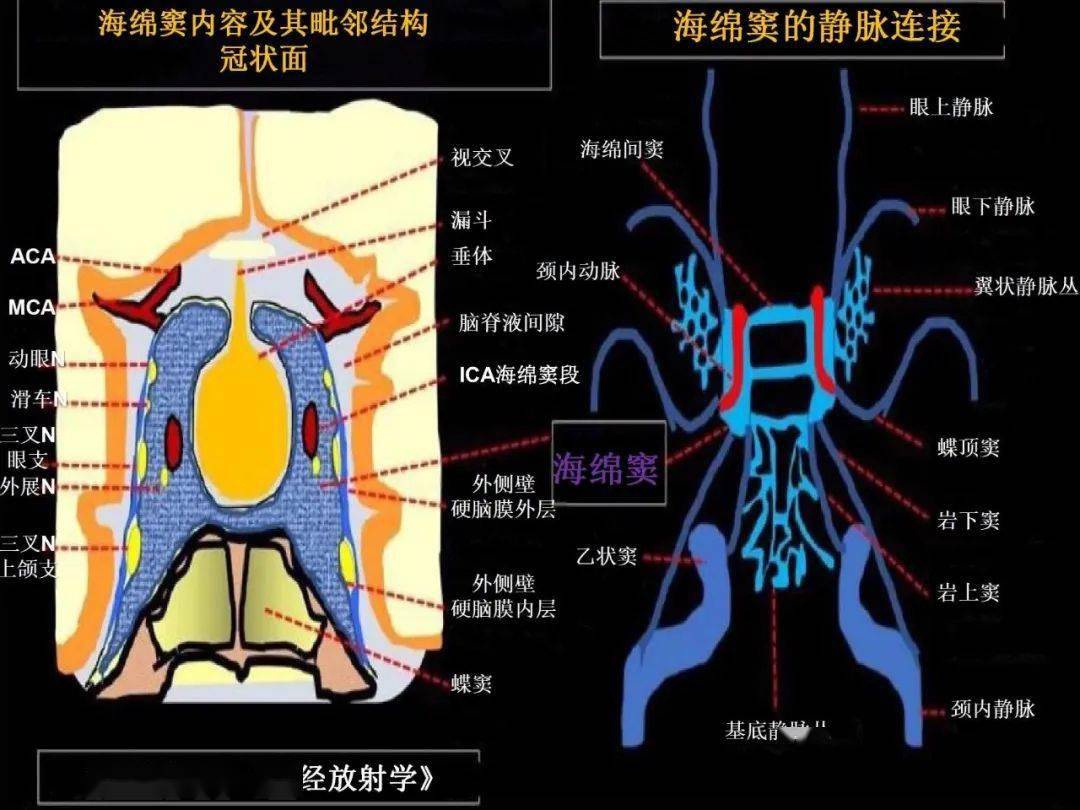 海绵窦的解剖结构图片