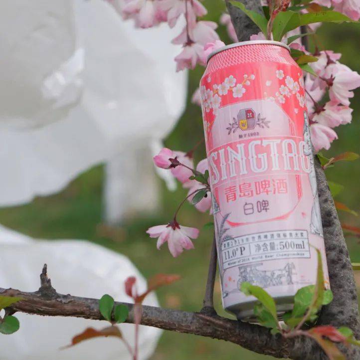 青岛白啤青岛白啤樱花罐在浅浅柔柔里,遇见崭新的风景遇见姹紫嫣红
