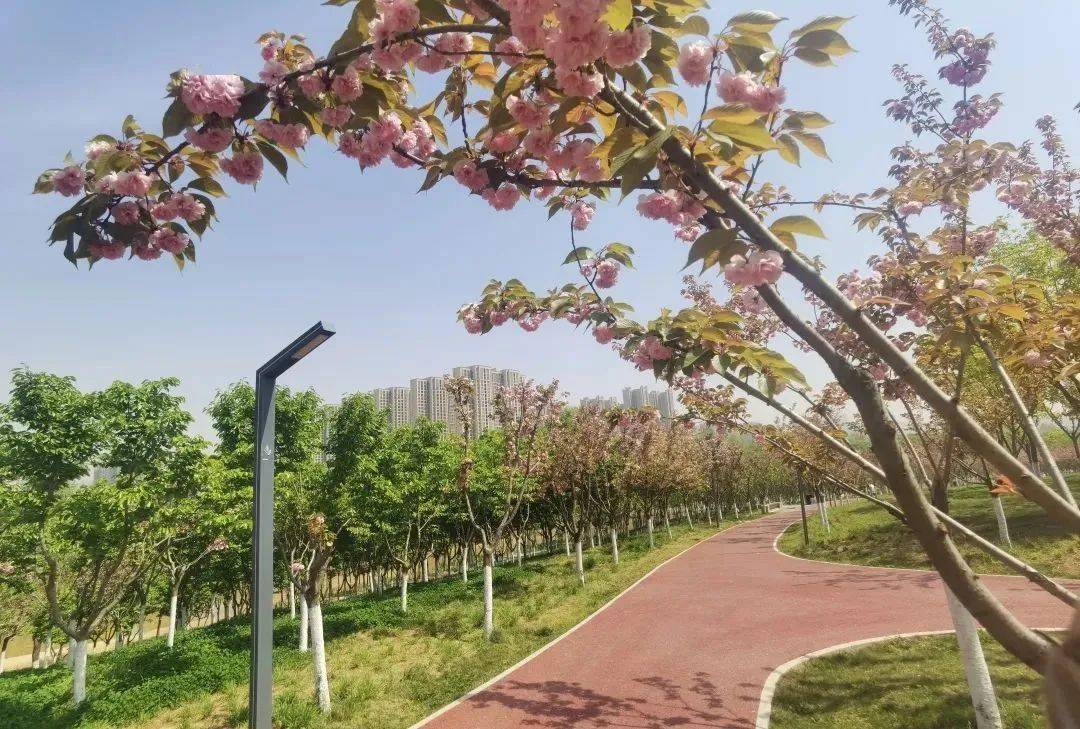 来常宁新区,这里春光无限好~_公园_步道_春色