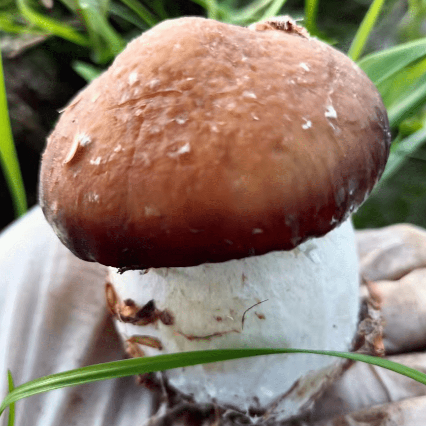 向发展中国家推荐的新菇种,也是国际菇类交易市场上的十大品种之一,色