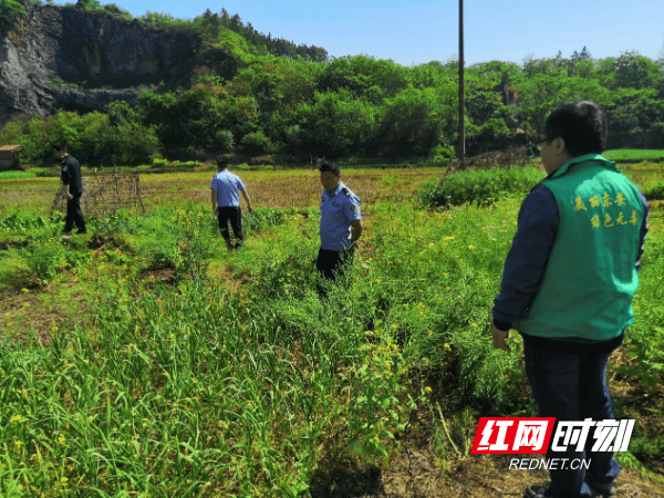 切实筑牢农村地区识毒,拒毒防线,实现辖区内毒品原植物"零种植"