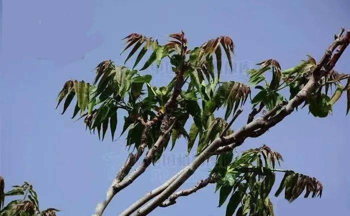 吃错香椿会中毒_食用_臭椿_含量