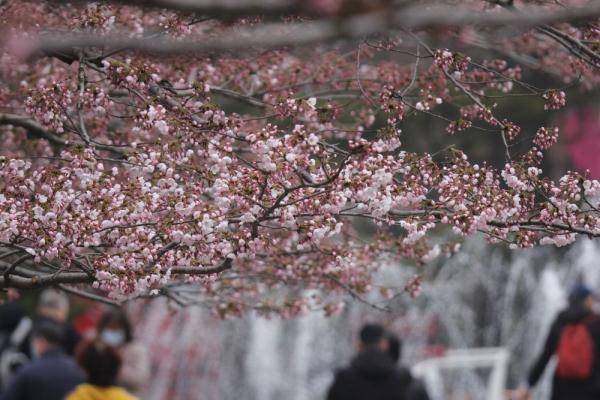 花海醉游人