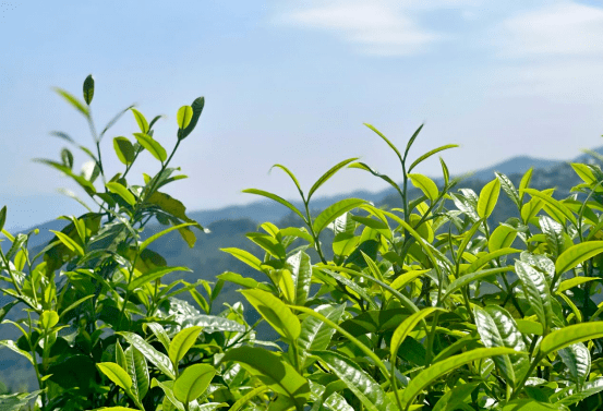 直击临沧春茶季67丨遥望春天的勐库茶山