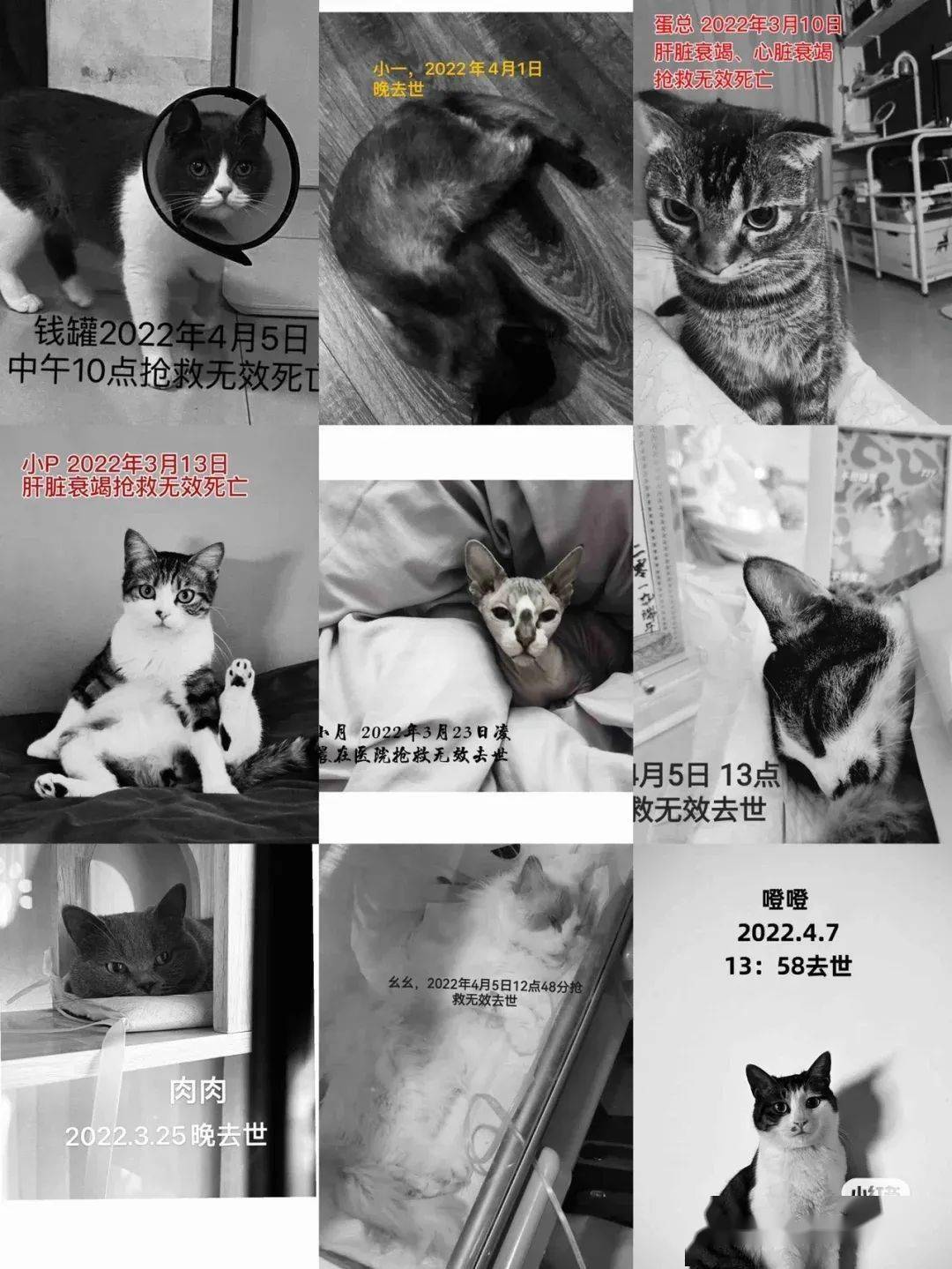 也千万不要拿去喂流浪猫流浪狗,或者其他动物,一律封存,等待调查清楚