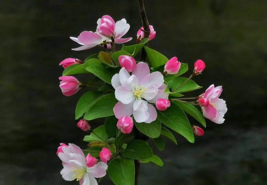 花中贵妃海棠花