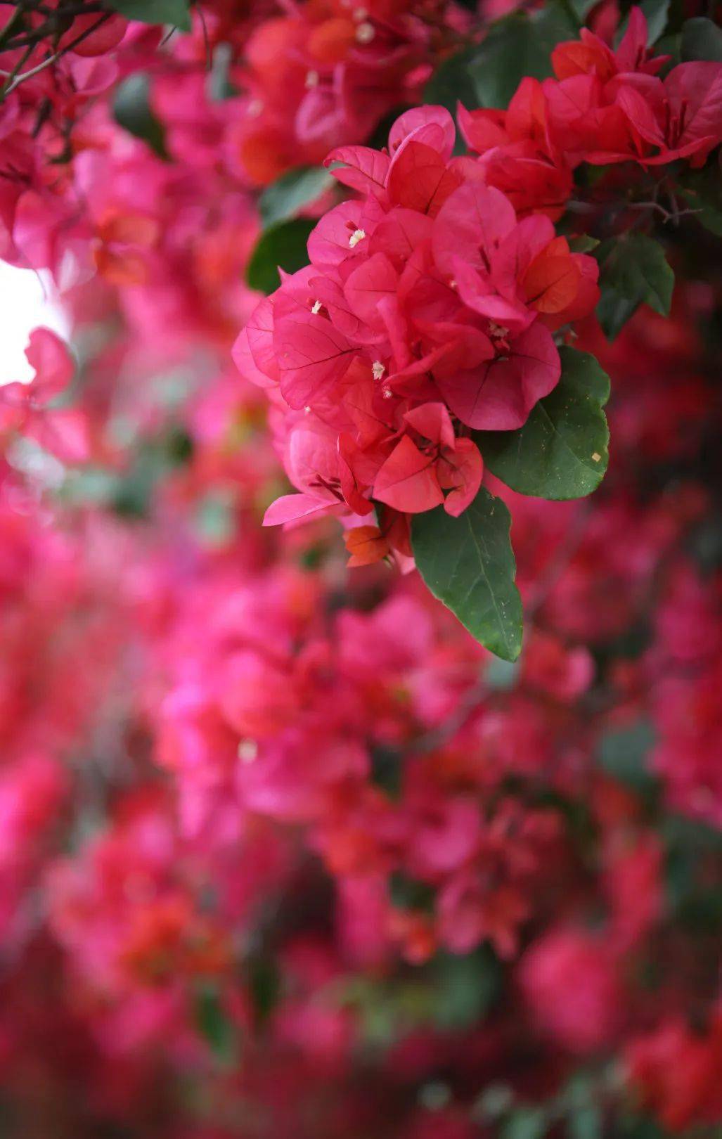 绚如彩霞西昌三角梅一键启动怒放模式