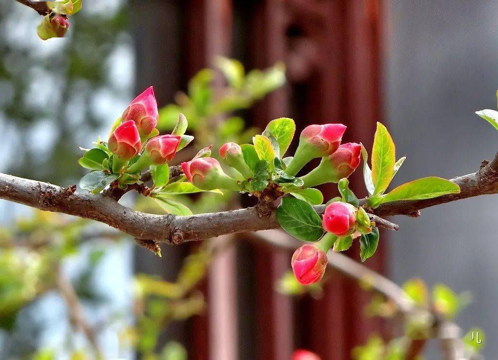 花中贵妃海棠花