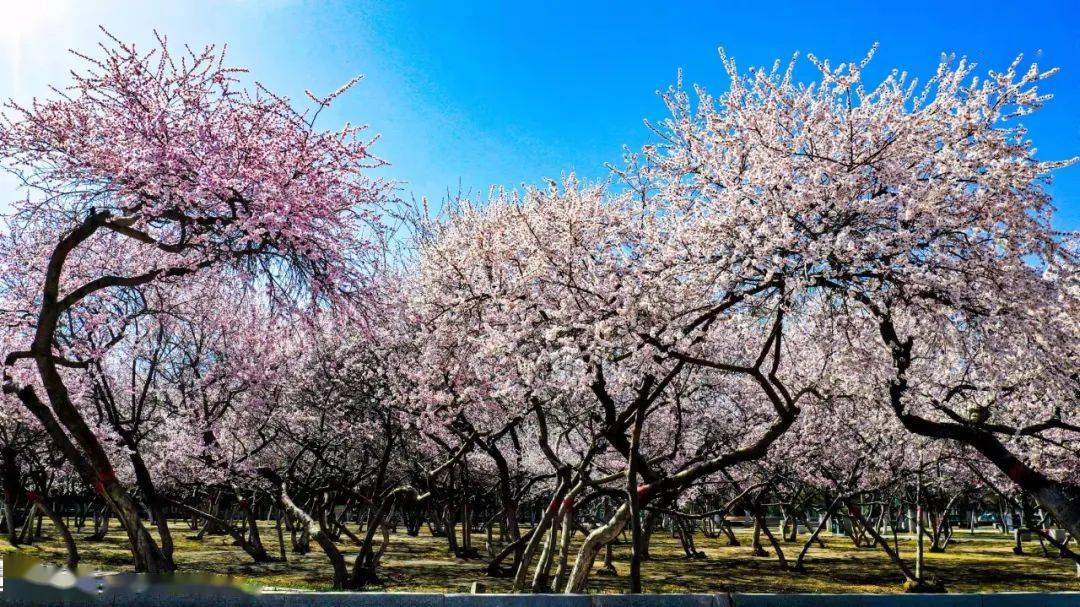 美翻了呼市公主府公园桃花美景高清照片出炉附航拍视频