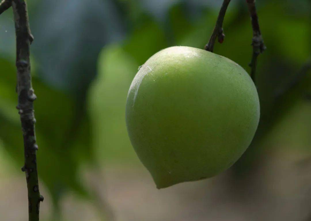 【青梅】普宁电视台报道普宁青梅:酸涩带甜,正是普宁这座城的味道_蔡