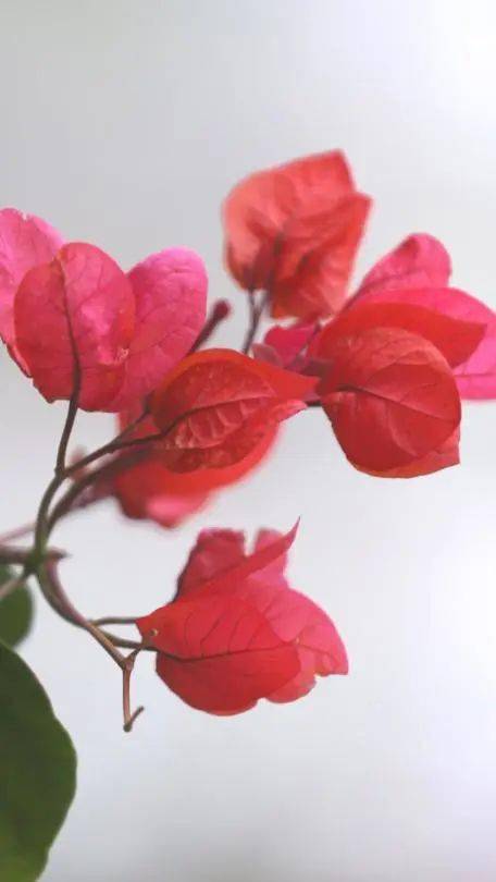 绚如彩霞西昌三角梅一键启动怒放模式