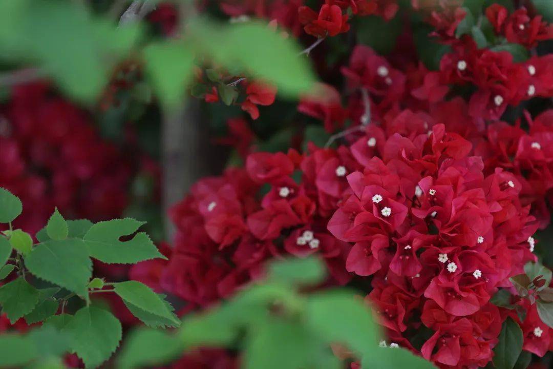 绚如彩霞西昌三角梅一键启动怒放模式