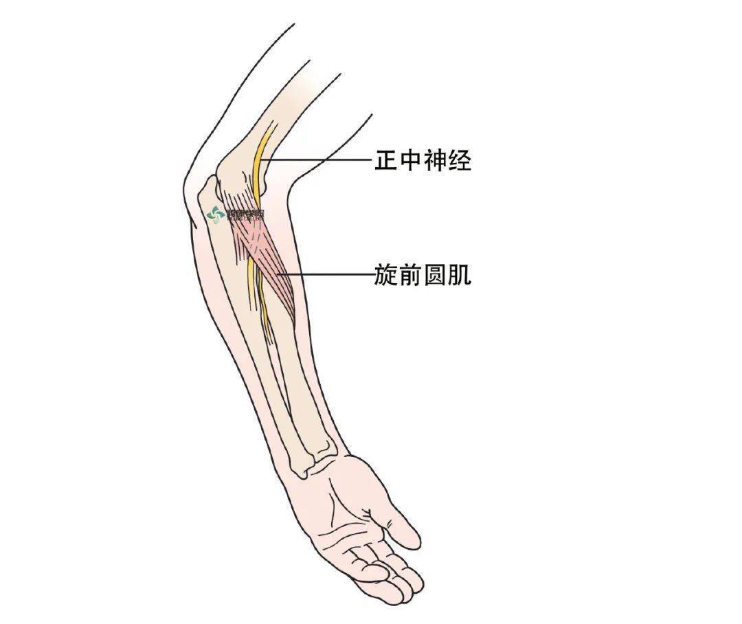 正中神經應用解剖_上臂_損傷_前臂