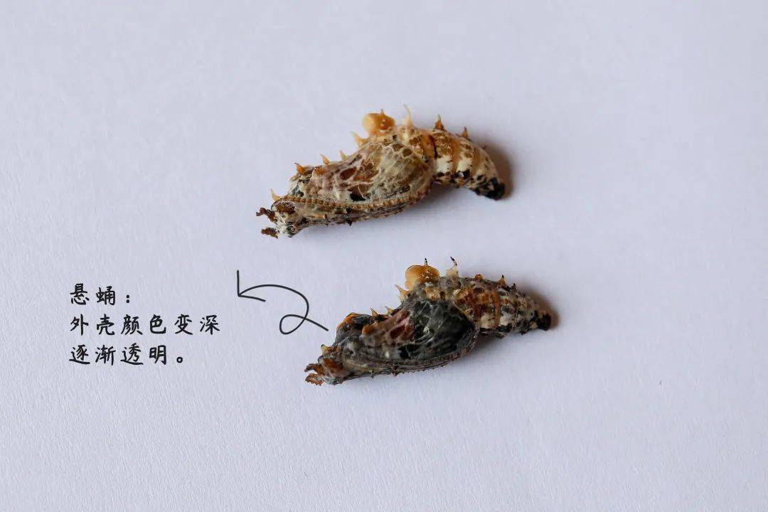 蝴蝶盲盒 见证蝶蛹羽化全过程 带孩子感受大自然的神奇 生命 人类 世界