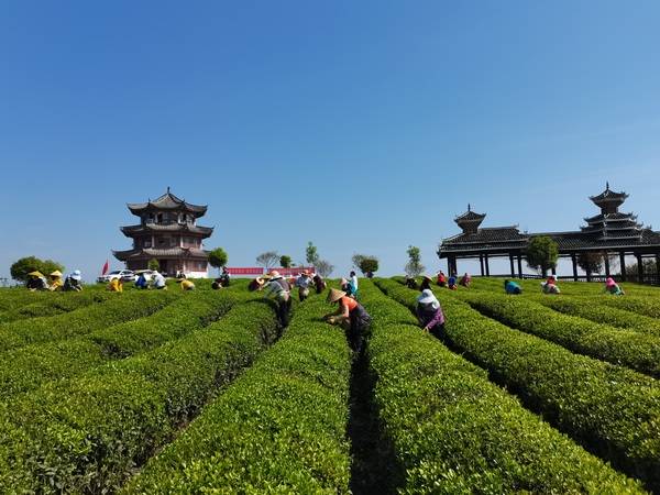 黎平县采茶技能竞赛促茶产业提质增效